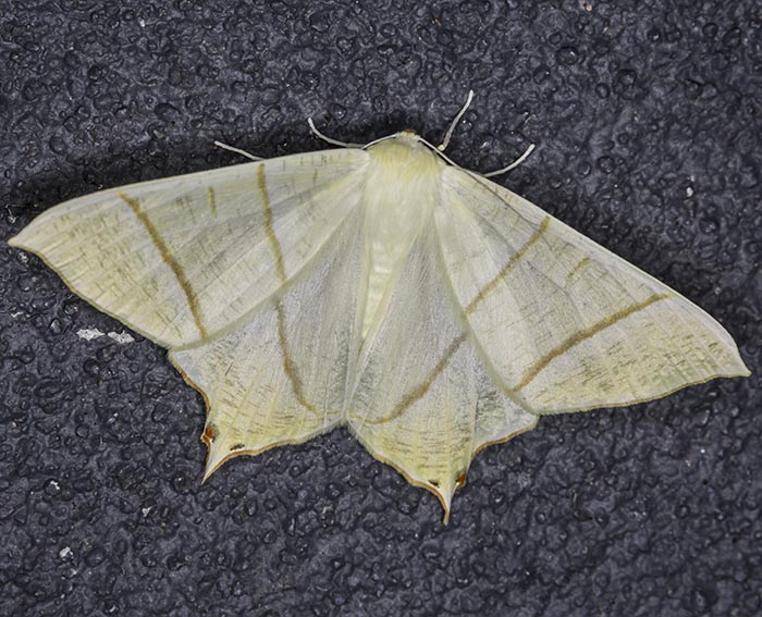 Nachtschwalbenschwanz (Ourapteryx sambucaria) Nachtschwalbenschwanz (Ourapteryx sambucaria)
