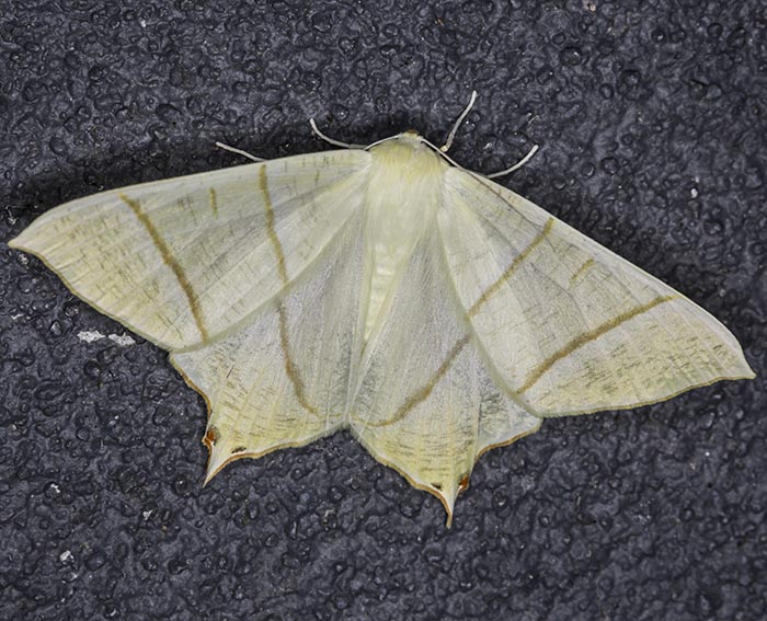 Nachtschwalbenschwanz (Ourapteryx sambucaria)