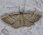 Graurandiger Zwergspanner (Idaea fuscovenosa) [1295 views]