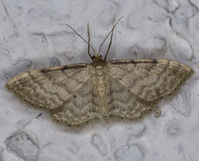 Graurandiger Zwergspanner (Idaea fuscovenosa)