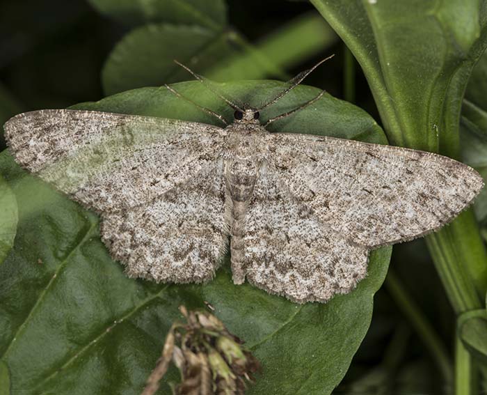 Aschgrauer Rindenspanner (Hypomecis punctinalis)