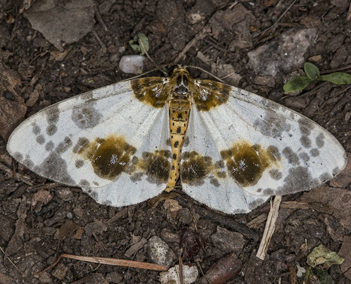 Ulmen-Harlekin (Abraxas sylvata)