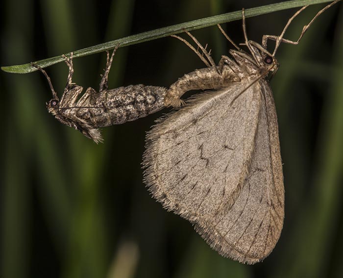 Kleiner Frostspanner (Operophtera brumata)