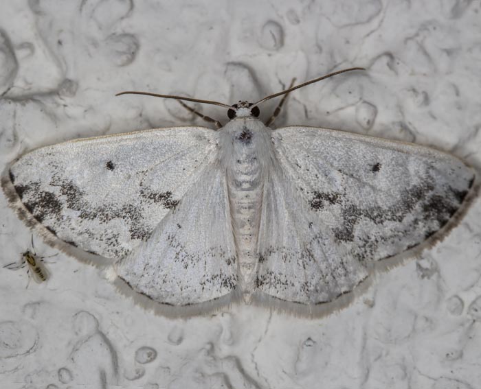 Schattenbinden-Weispanner (Lomographa temerata)