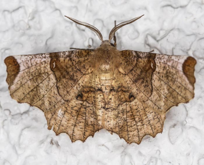 Zweistreifiger Mondfleckspanner (Selenia lunularia)