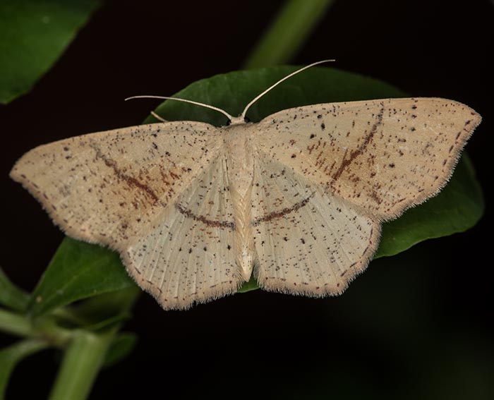 Gepunkteter Eichen-Grtelpuppenspanner (Cyclophora punctaria)