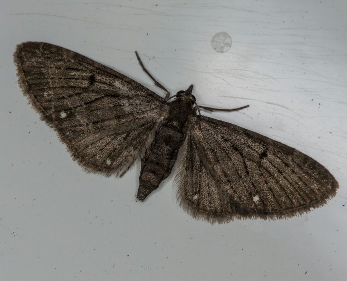 Dreipunkt-Bltenspanner (Eupithecia tripunctaria)