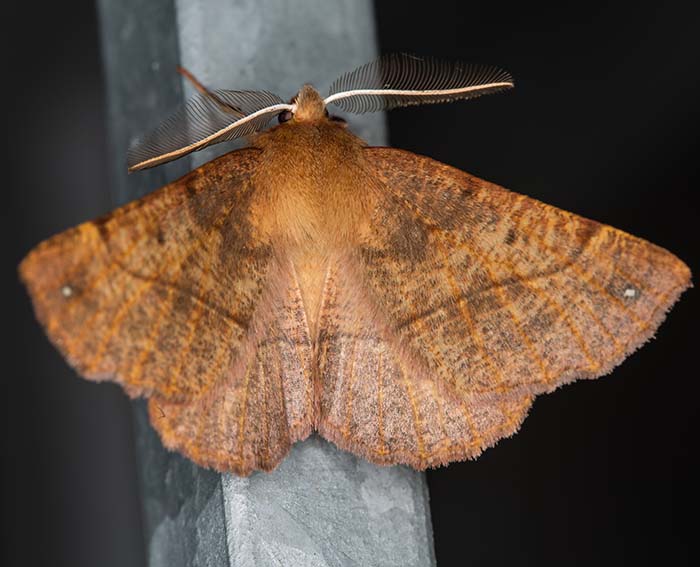 Federspanner (Colotois pennaria)