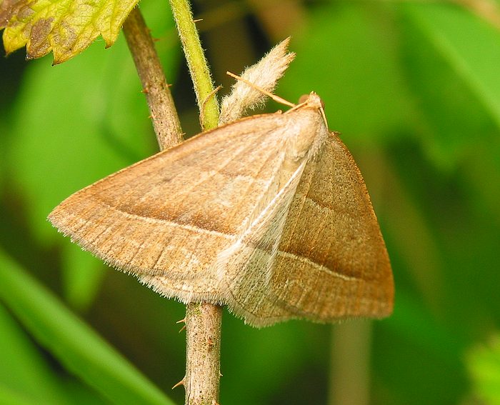 Moorwald-Adlerfarnspanner (Petrophora chlorosata)