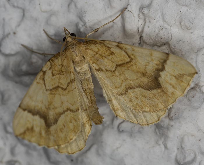 Honiggelber Haarbschelspanner (Eulithis mellinata)