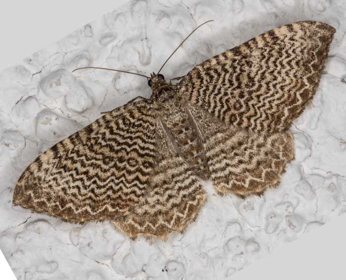 Wellenspanner (Hydria undulata) Wellenspanner (Hydria undulata)