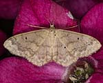 Breitgesumter Zwergspanner (Idaea biselata) [1785 views]