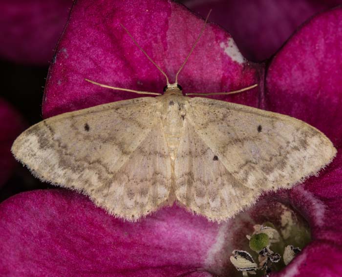 Breitgesumter Zwergspanner (Idaea biselata)