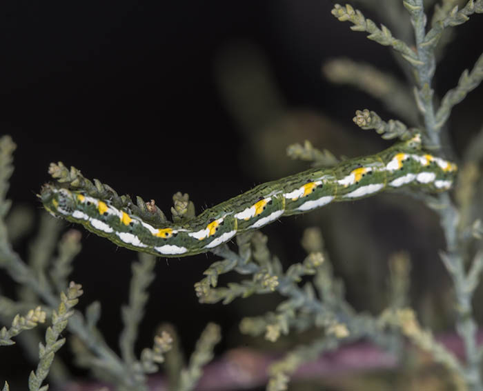 Tamariskenspanner (Chiasmia aestimaria) Raupe