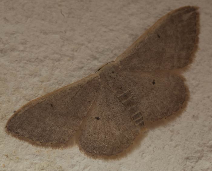 (Idaea distinctaria)