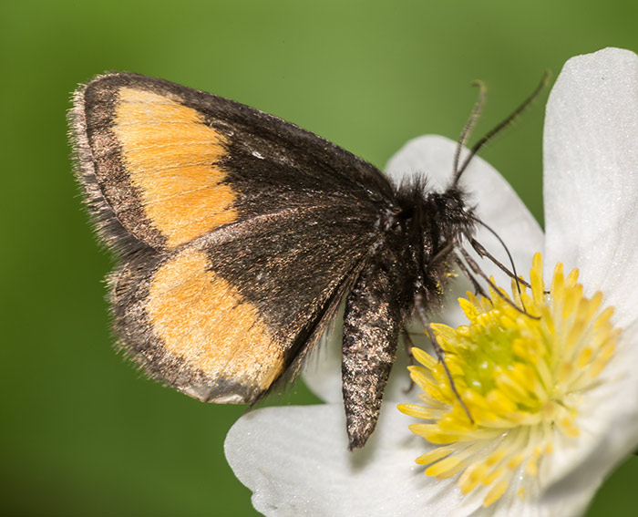 Gelbgernderter Flachstirnspanner (Psodos quadrifaria)