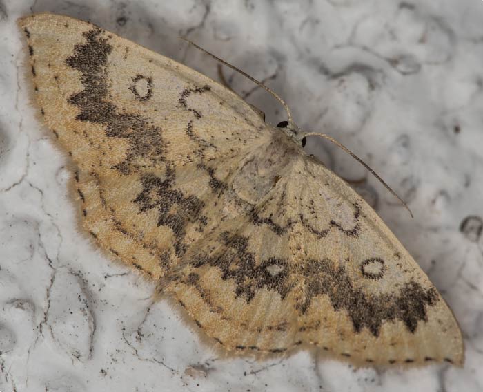 Ahorn-Grtelpuppenspanner (Cyclophora annularia)