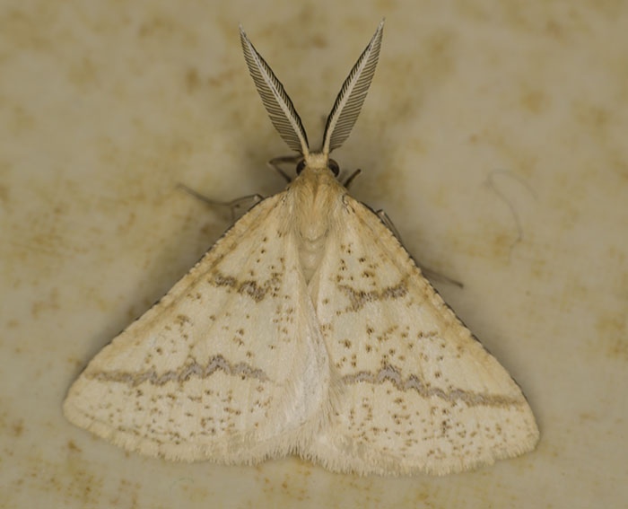 (Aspitates ochrearia)