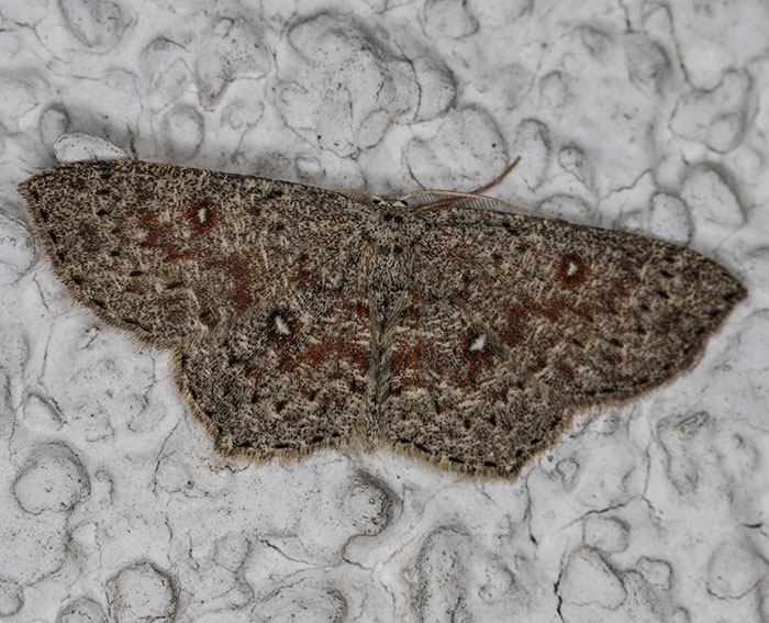 Grauer Grtelpuppenspanner (Cyclophora pendularia)