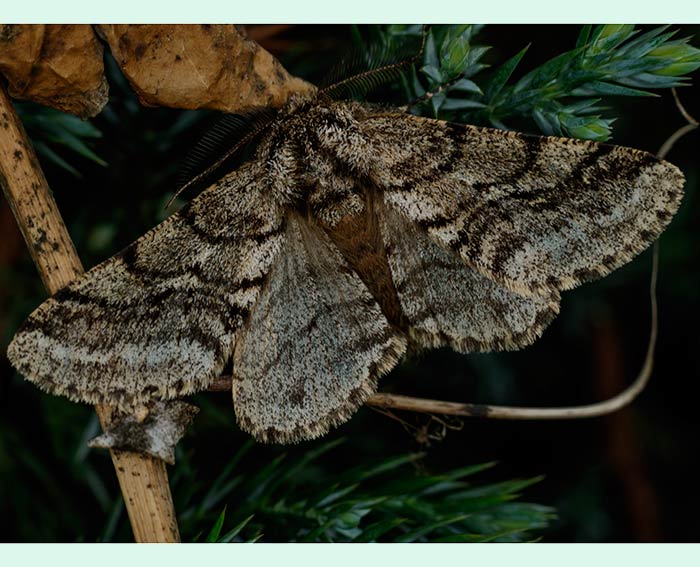 Schwarzfhler-Dickleibspanner (Lycia hirtaria) ♂