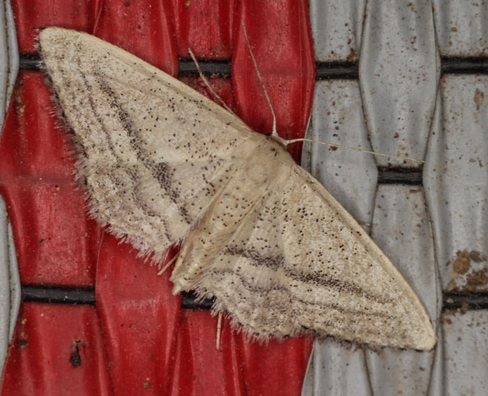 (Idaea leipnitzi)