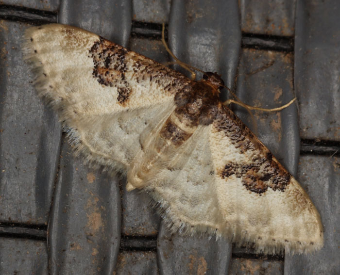 (Idaea mustelata)