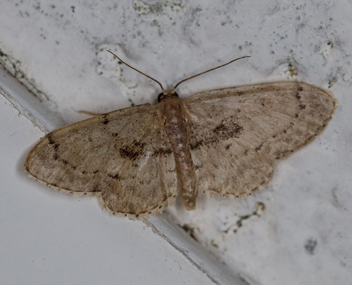 Mittelbinden-Zwergspanner (Idaea laevigata)