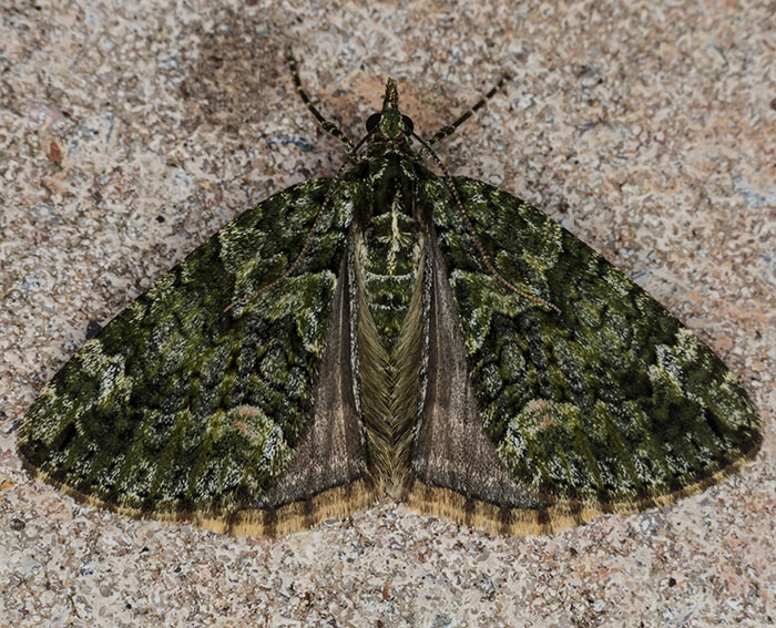 Olivgrner Bindenspanner (Chloroclysta siterata)