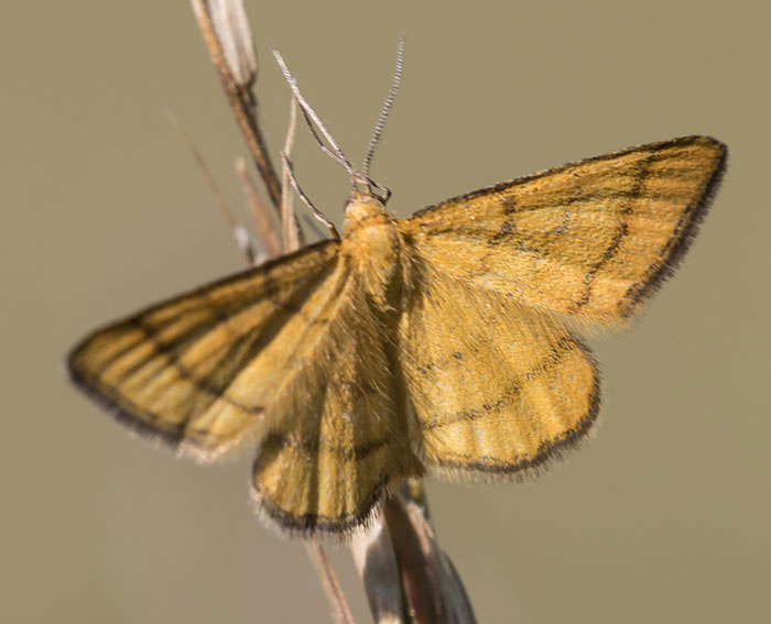 Goldgelber Magerrasen-Zwergspanner (Idaea aureolaria)