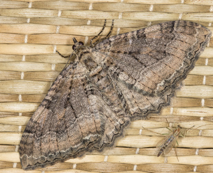 Großer Berberitzenspanner (Hydria cervinalis)