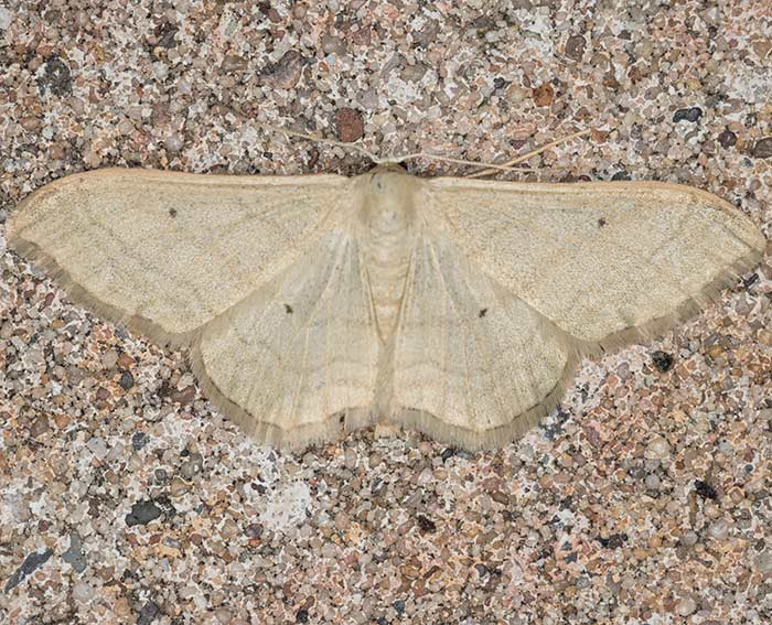 Olivgrauer Doppellinien-Zwergspanner (Idaea straminata)