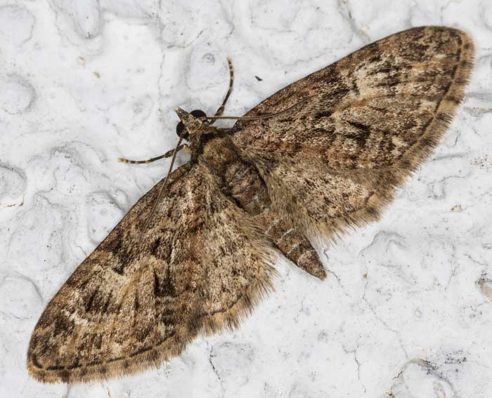 Eichen-Bltenspanner (Eupithecia abbreviata)