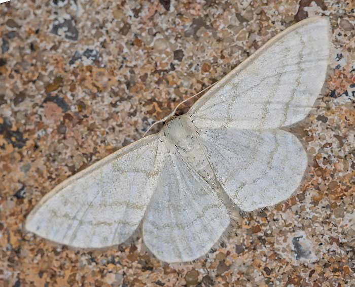 Heidelbeer-Kleinspanner (Scopula ternata)