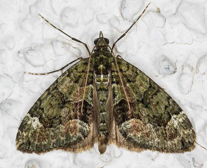 Graugrner Bindenspanner (Chloroclysta miata)