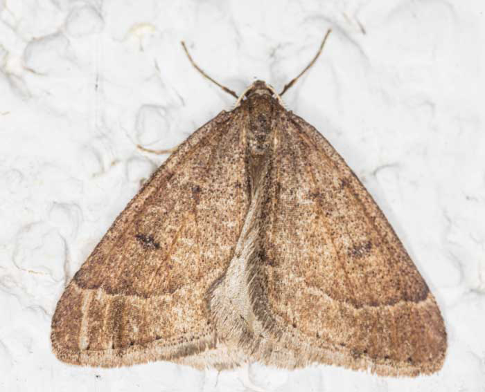 Fr�her Schlehenbusch-Winterspanner (Theria primaria)