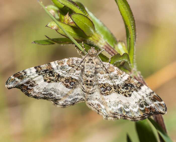 Schwarzbraunbinden-Blattspanner (Xanthorhoe montanata)