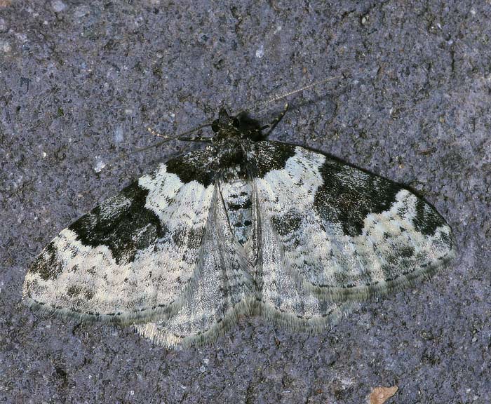 Garten-Blattspanner (Xanthorhoe fluctuata)