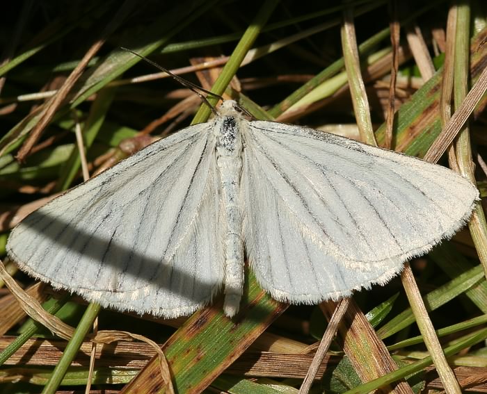 Weier Schwarzaderspanner (Siona lineata)