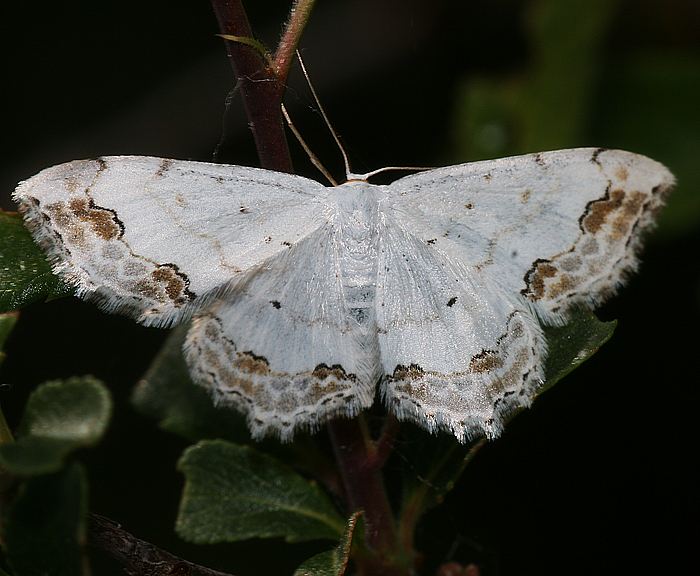 Schmuck-Kleinspanner (Scopula ornata) Schmuck-Kleinspanner (Scopula ornata)