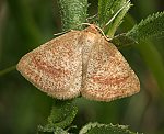 Hauhechelspanner (Aplasta ononaria) [2307 views]