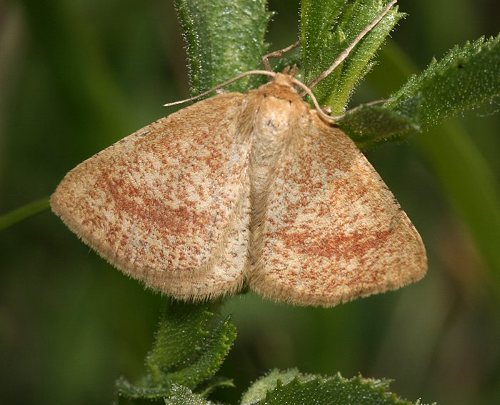 Hauhechelspanner (Aplasta ononaria)