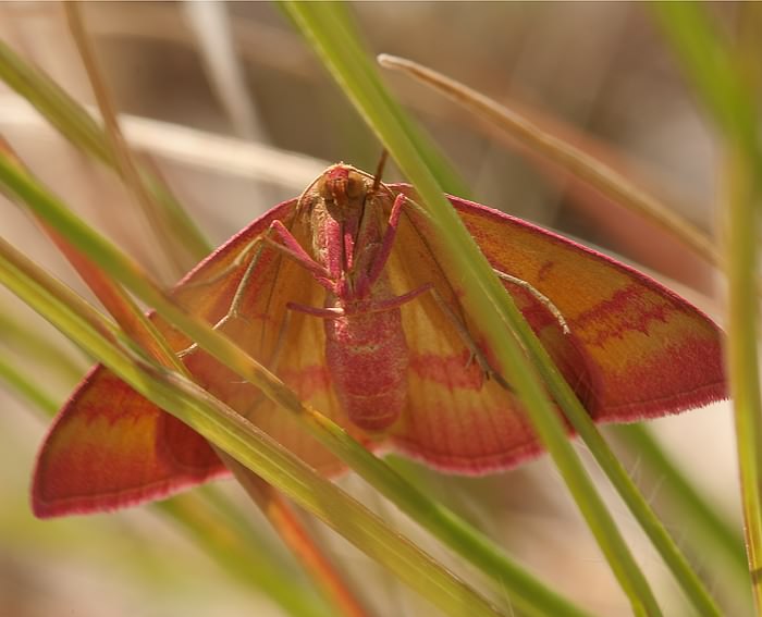 Besenginster-Rotrandspanner (Rhodostrophia calabra)