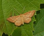 Ockerfarbiger Steppenheiden-Zwergspanner (Idaea ochrata) [2255 views]