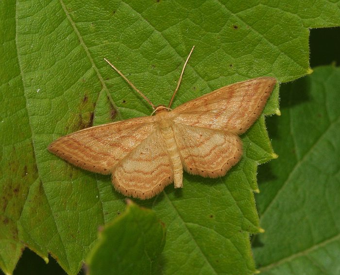 Ockerfarbiger Steppenheiden-Zwergspanner (Idaea ochrata)