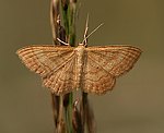 Rostgelber Magerrasen-Zwergspanner (Idaea serpentata) [2653 views]