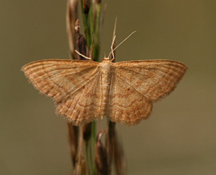 Rostgelber Magerrasen-Zwergspanner (Idaea serpentata)