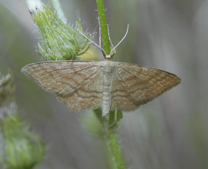 Einfarbiger Zwergspanner (Idaea dilutaria)