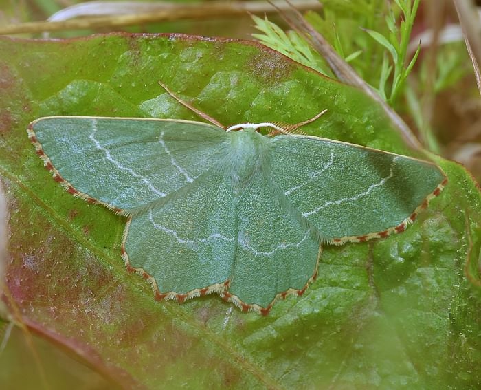 Magerrasen-Grnspanner (Thalera fimbrialis)