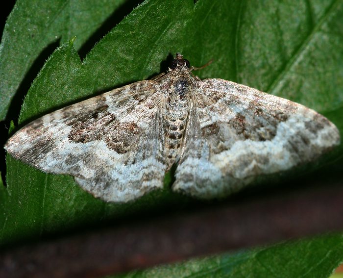 Weibinden-Labkrautspanner (Epirrhoe rivata)