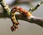 Groer Frostspanner (Erannis defoliaria) Raupe [3296 views]